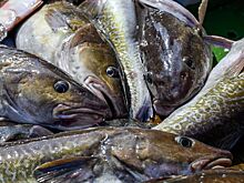 Названы лучшие суперфуды для детей