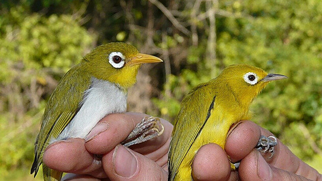 В Индонезии нашли новые виды птиц