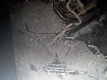 Почему официальные лица Германии не комментируют статью Сеймура Херша о причастности США к взрывам на "Северных потоках"