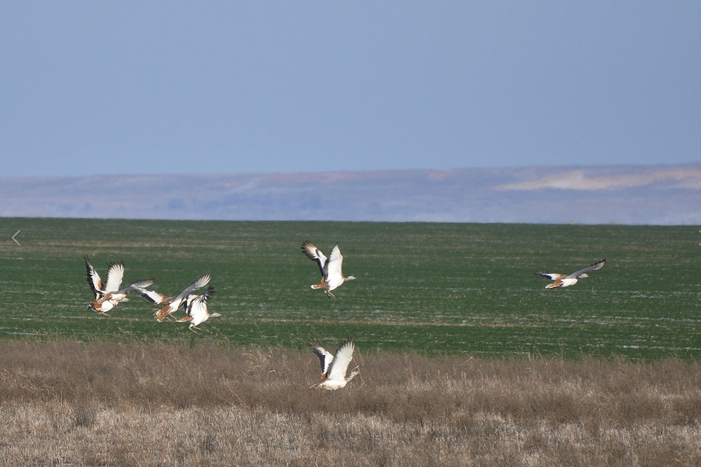 Редкие птицы могут погибнуть в Ростовской области из-за обработки полей