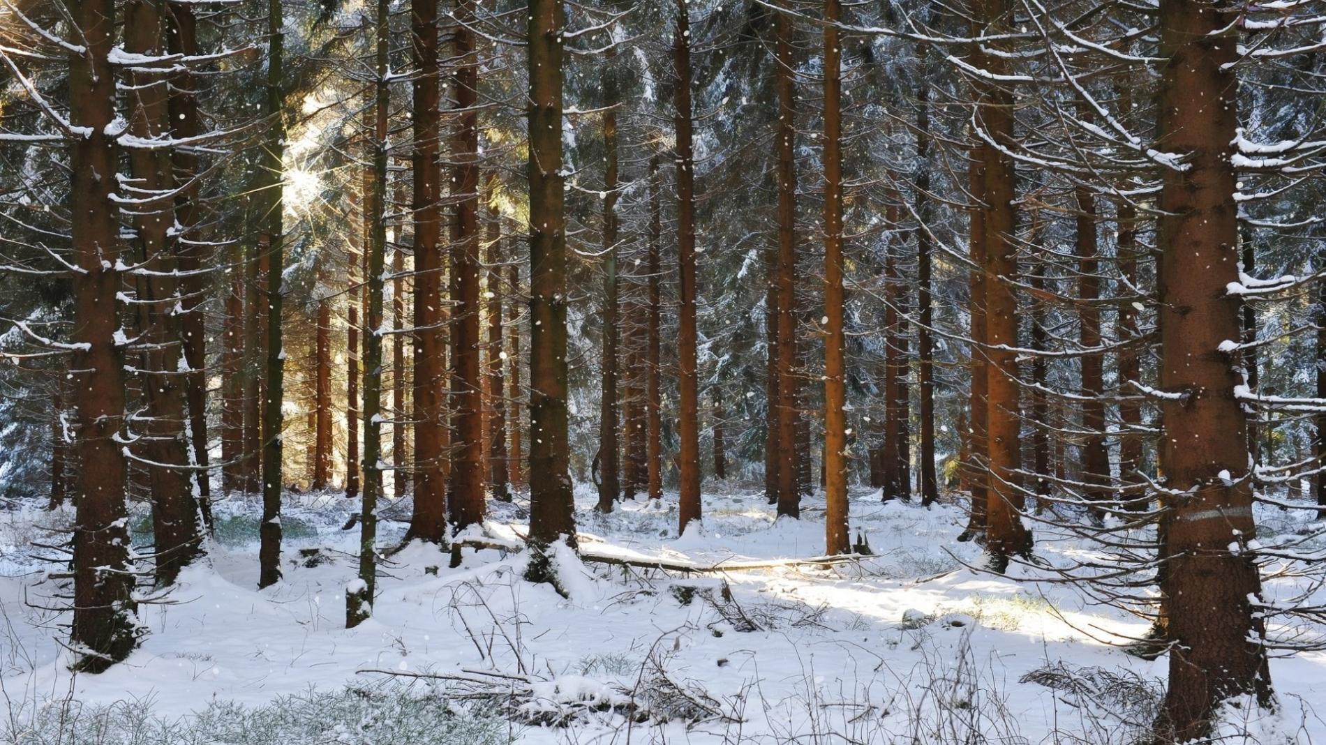 На Вологодчине усилено патрулирование лесов перед Новым годом