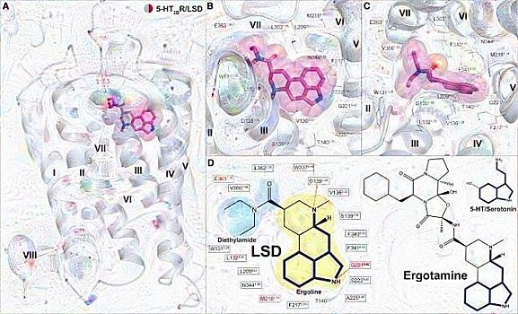Учёные впервые наблюдали ЛСД в действии
