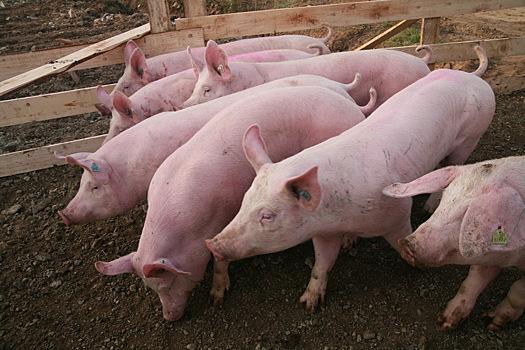 Деятельность свиноводческого предприятия в Брянской области приостановлена на 20 суток