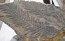 Палеонтологи заглянули на 5 млн лет в прошлое вьетнамского леса