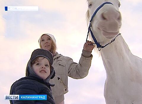 Калининградцы помогают владелице конюшни под Зеленоградском прокормить дрессированных лошадей