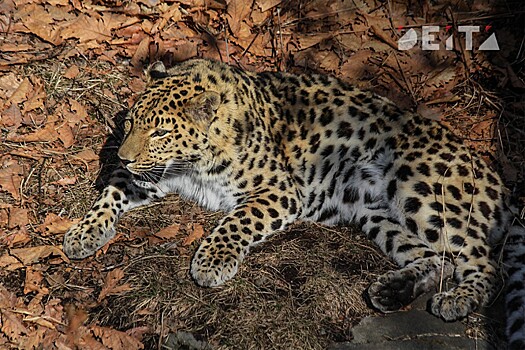 Гибель краснокнижного хищника расследуют в Приморье