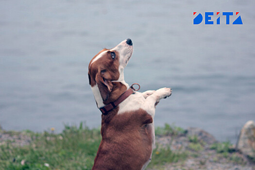 Роспотребнадзор назвал причины, почему не пустят животных в кафе