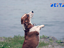 Роспотребнадзор назвал причины, почему не пустят животных в кафе