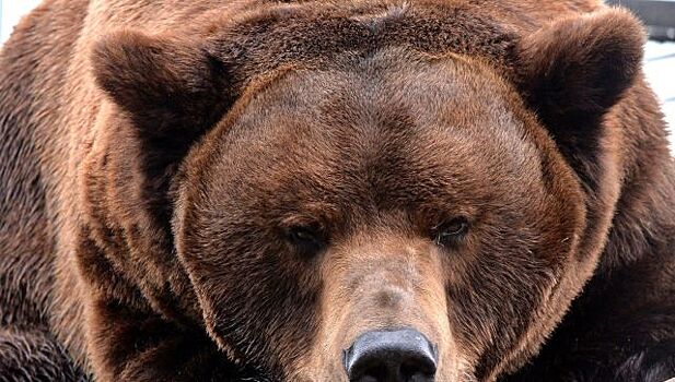 В Москве из-за COVID отправили в самоизоляцию сказочного медведя