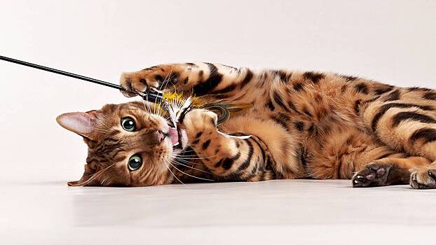 Какие породы кошек обладают непростым характером