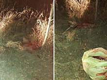 В Амурской области охотоведы поймали браконьера, который разделывал косулю