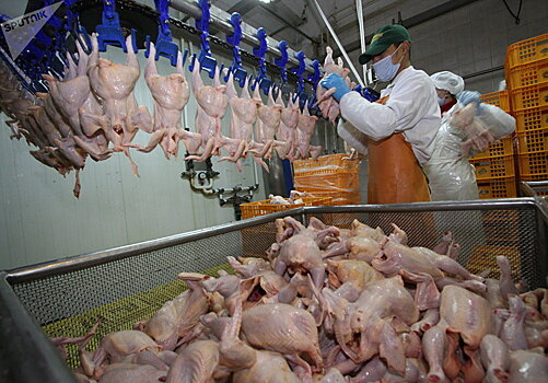 Украинские экспортеры мошенничают с куриным мясом