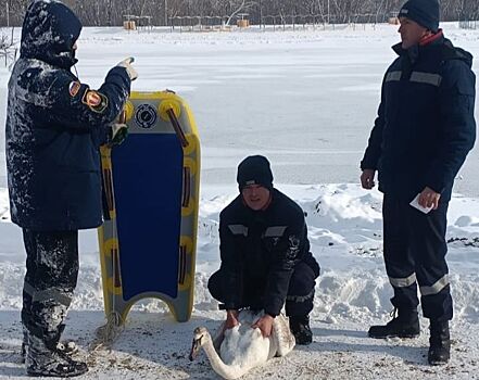 В Армавире спасли лебедя после нападения стаи ворон