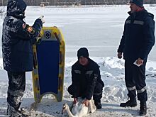 В Армавире спасли лебедя после нападения стаи ворон