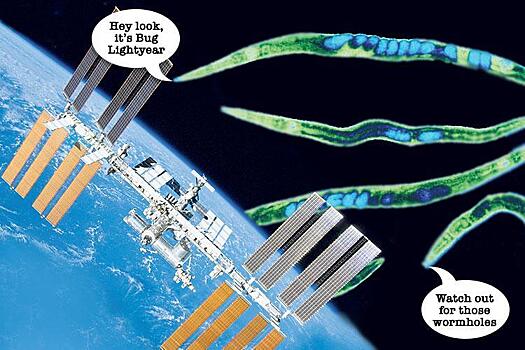 Британских червей запустят в космос в медицинских целях