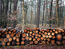 До 2,5 млн гектар увеличена площадь космического мониторинга нижегородских лесов