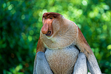 Как выглядит обезьяна с самым длинным носом