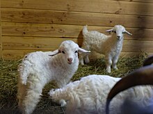 В российском зоопарке родились семь козлят