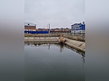 Юные рыбаки едва не утонули в пруду на окраине Краснодара