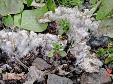 Екатеринбургский активист предложил замену тополям