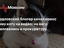 МВД: Кот, над которым издевался его хозяин-блогер в Свердловской области, изъят