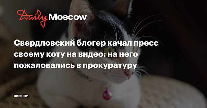 МВД: Кот, над которым издевался его хозяин-блогер в Свердловской области, изъят
