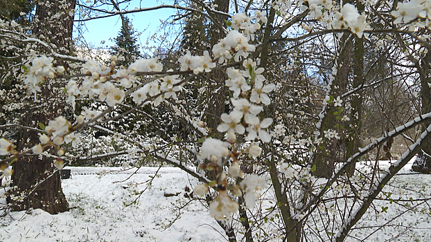 Ботанический сад Калининграда накрыло снежной пеленой