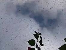 Жители города приняли нашествие миллионов насекомых за начало апокалипсиса