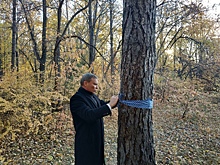 В память об Анне Викалюк: в Копейске теперь есть Анютина лиственница