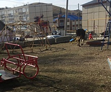 Деревенская романтика: в Нязепетровске на детскую площадку пришла поиграть корова