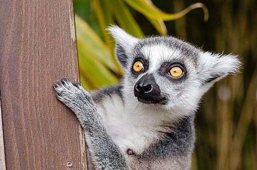 Горожане узнают сколько разновидностей лемуров живет на Мадагаскаре
