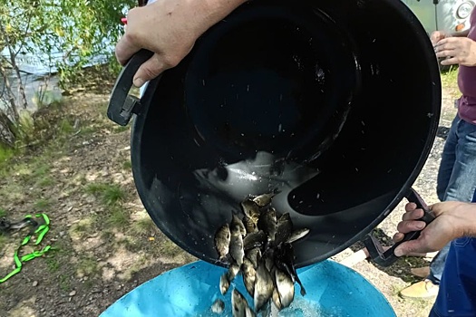 В питьевой источник Челябинска выпустят полмиллиона молоди сазана