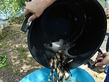 В питьевой источник Челябинска выпустят полмиллиона молоди сазана