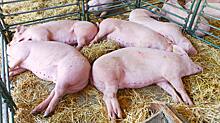 Ящур сгубил полтысячи свиней в Приморье