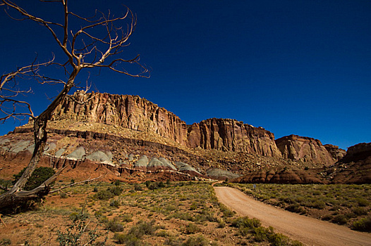 Следы лап животных, живших 313 млн лет назад, нашли в Большом каньоне