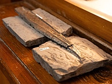 В российском городе нашли плавник акулы, жившей 300 млн лет назад