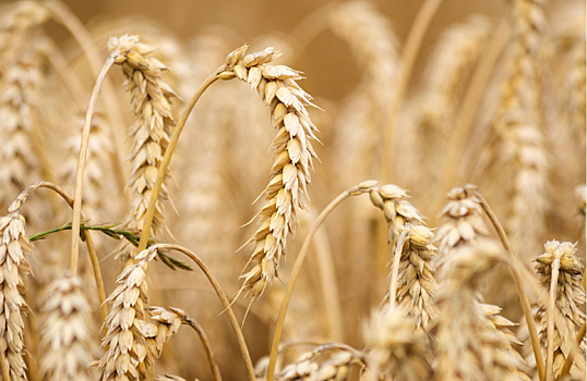 Минсельхоз предложил ввести полугодовой запрет на экспорт твердой пшеницы