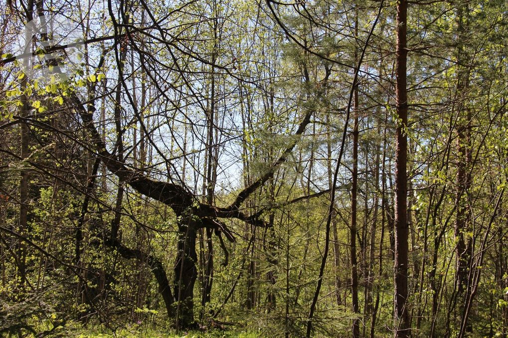 Незаконной рубкой леса житель Удмуртии нанес ущерб более 35 млн рублей