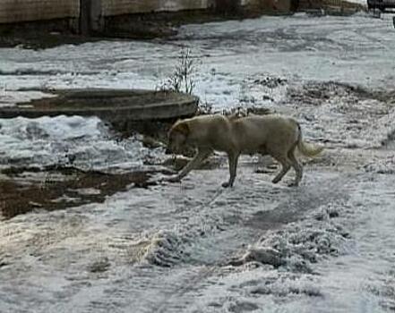 В Новокиевском Увале ощенившаяся собака нападает на местных жителей