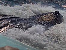 Кит удивил туристов, снимающих его и чуть не перевернул их лодку