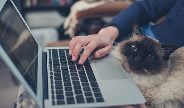 Как в России обстоят дела с лицензированием зоопарков и цирков