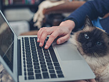 Как в России обстоят дела с лицензированием зоопарков и цирков