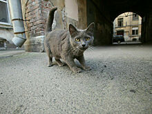 Собак и кошек решили защитить новыми законами