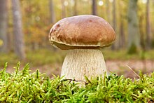 В России раньше срока пошли первые грибы.  Как ими не отравиться