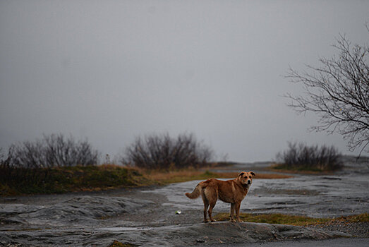 Во Владикавказе жители восстали против "расстрела" собак‍