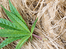 Под Новосибирском появится завод по переработке конопли