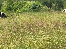 Ива в кормах для сельхозживотных поможет снизить выбросы метана