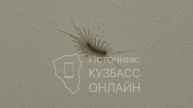 Чешуйницы "захватили" кемеровский подъезд