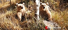 Два медвежонка стали символом турецкого озера Немрут (видео)