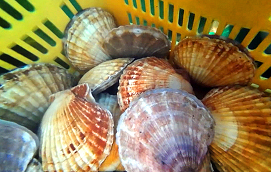 Российские ученые научились выращивать морские деликатесы на специальных фермах